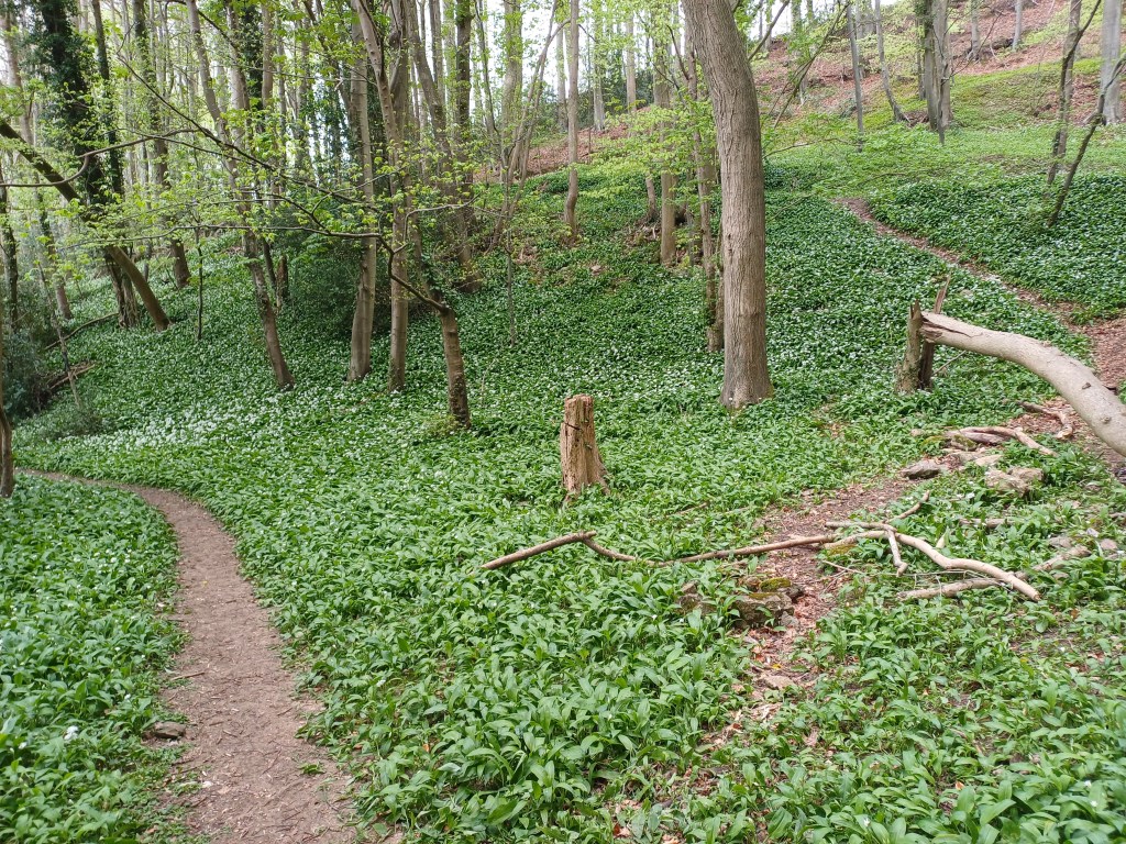 In Praise of Wild&nbsp;Garlic