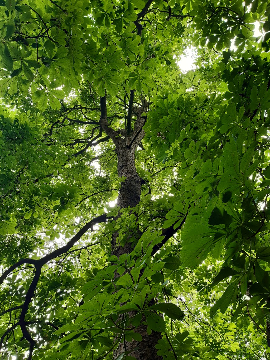 Addiction to little black boxes: how it impacts your brain, mood, and health—and what to do about&nbsp;it